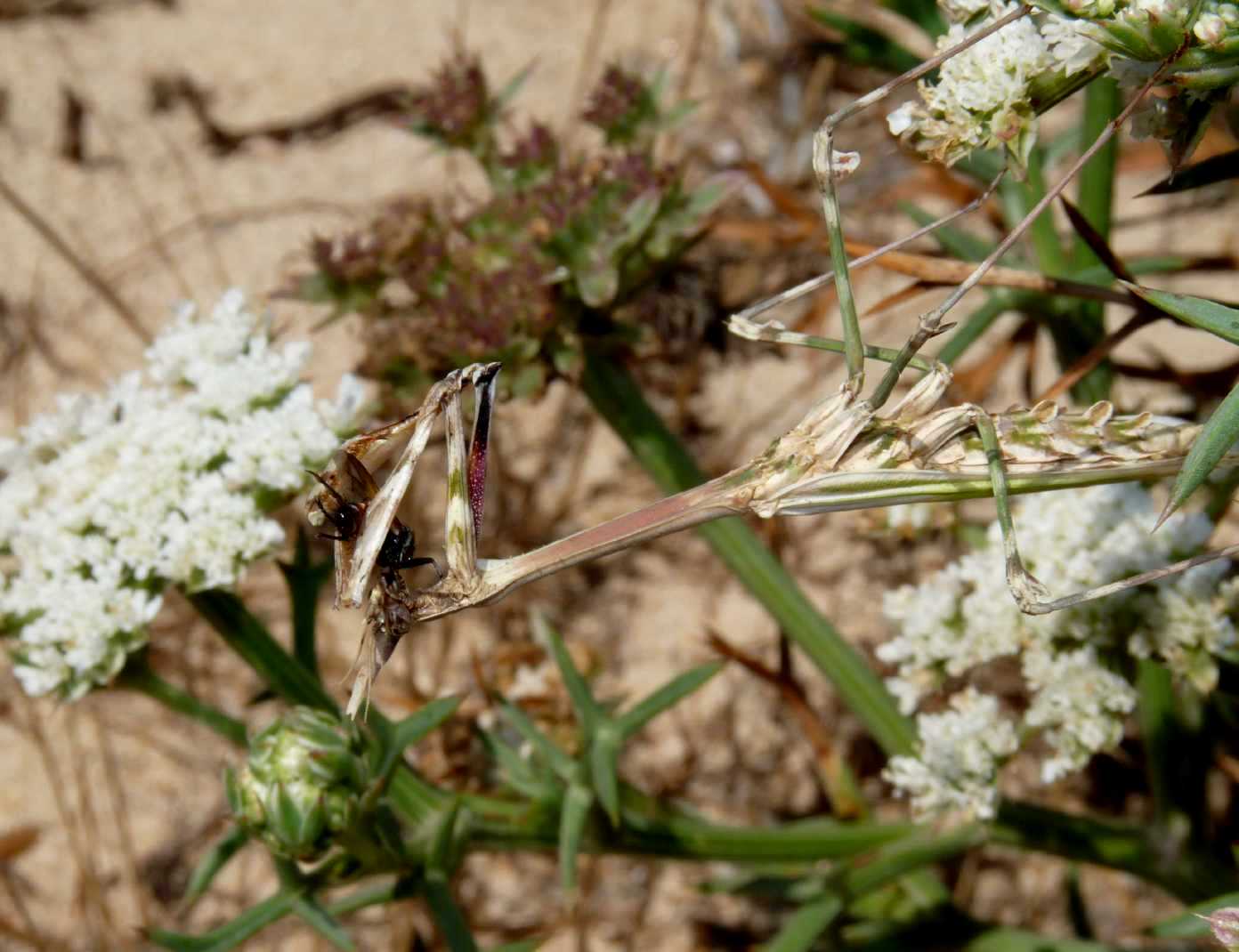 Empusa pennata (femmina?)